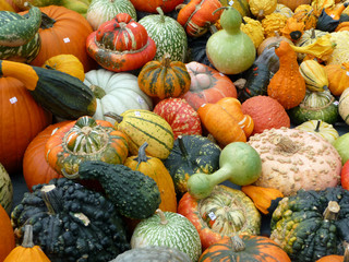 Kürbisse Cucurbitaceae