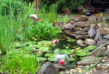 Searoses in the garden