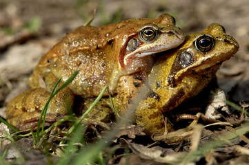 Accouplement de grenouilles rousses