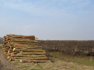 Fototapeta na wymiar freshly cut log stack