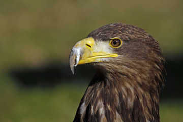 Junger Seeadler