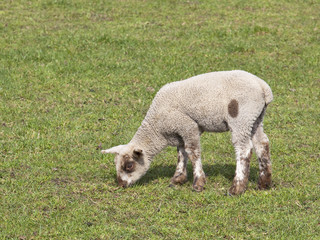 Obraz premium spring lamb 3