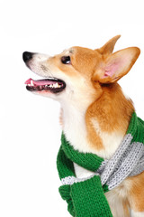 Funny corgi pembroke wearing green scarf in studio