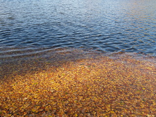 Осенние листья лежат на воде