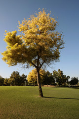 Obraz premium Tree