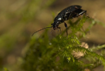 Platynus assimilis