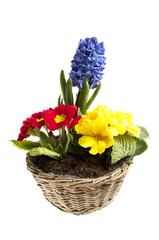 Hyacinth and primrose