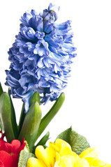 Hyacinth and primrose