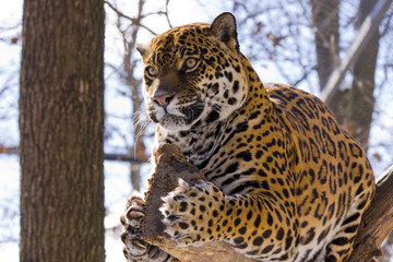 Jaguar (Panthera onca)