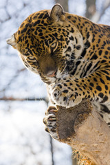Jaguar (Panthera onca)