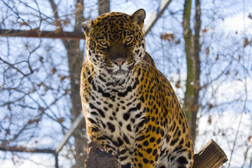 Jaguar (Panthera onca)