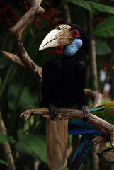 Papuan Hornbill