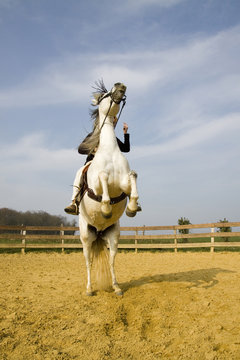 cheval cabr&eacute;-2