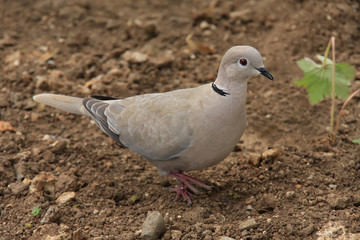 Turtle Dove ( streptopelia turtur )