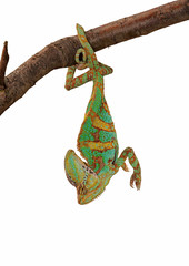 Green chameleon upside down © greenr