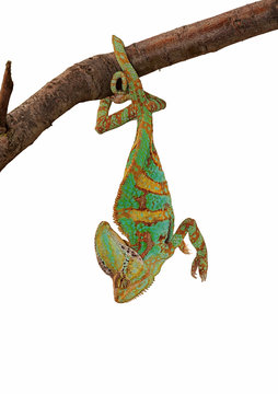 Green chameleon upside down