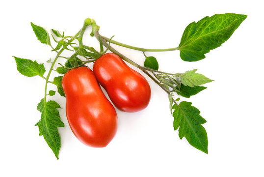 Reife Tomaten mit frischen Bl&auml;ttern