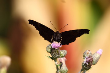 Butterfly inachis, Paon du jour, peacock