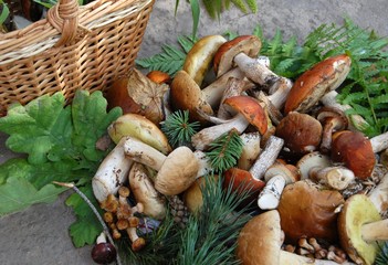 благородные грибы с корзиной и листьями