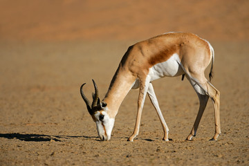 Springbok antelope