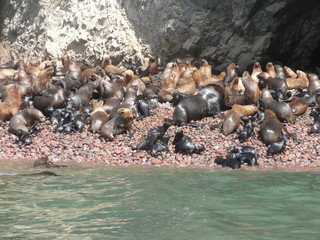 Crias de leon marino en las Islas Ballesta - Paracas - Peru