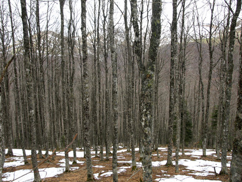 bosque