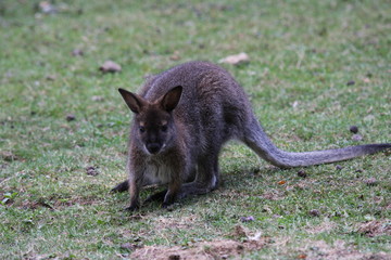 Bennett Wallaby, Kangaroo