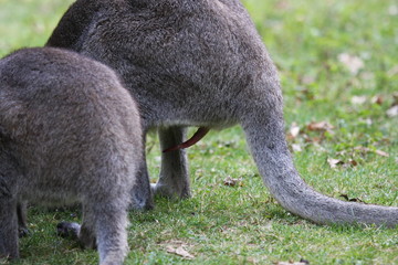 Bennett Wallaby, Kangaroo