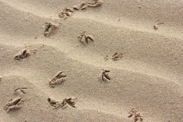 seagul's footprint on sand