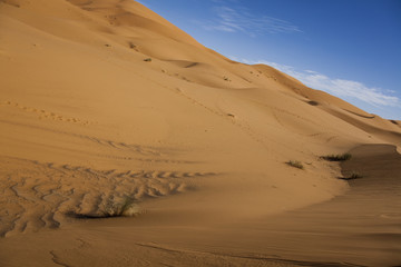 Fototapeta na wymiar Wydmy w marokańskiej Sahary
