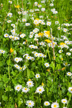 Daisis in the grass