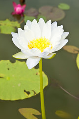 White Lotus in the garden - pathumthanee Thailand