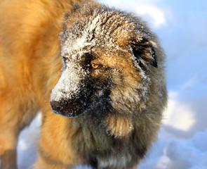 Caucasian Shepherd dog in snow