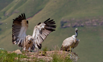 cape vulture