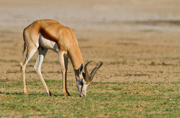 springbok