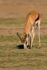 springbok
