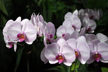 Orchideen