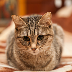 Portrait of a cat at home on the couch