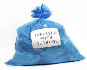 Infested with bedbugs - 30837328