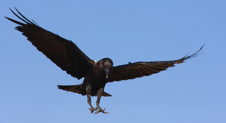 raven in flight
