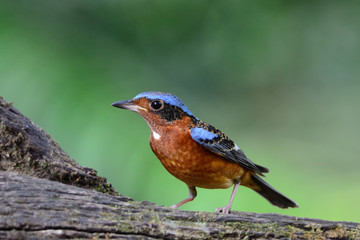 White Throated Rock Thrush