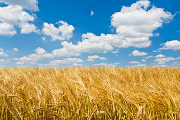 agriculture landscape