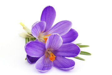 Fototapeta na wymiar crocus - flowers of spring