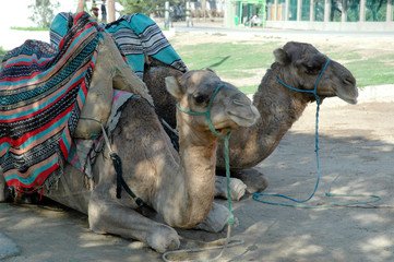 Naklejka premium Camel in Street in Tangiers in Morocco