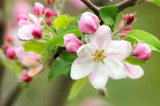 Fr&uuml;hling 12.1