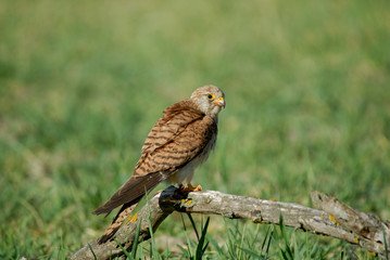 Cernícalo primilla hembra