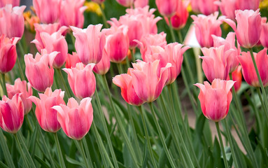 Tulips