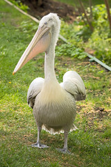 pelican