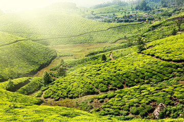 Tea plantations