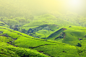 Tea plantations